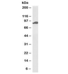 Anti-Aconitase 2 Biotin Conjugate