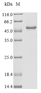 Melanoma-associated antigen 6 (MAGEA6), human, recombinant