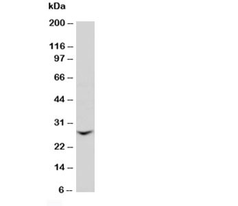 Anti-GJB2