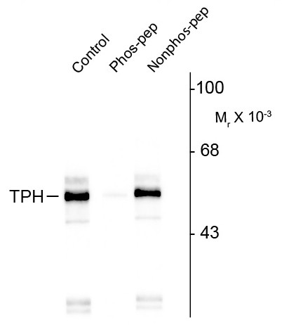 Anti-phospho-TPH1 (Ser260)