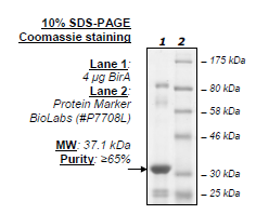 BirA, recombinant protein, His-FLAG tag