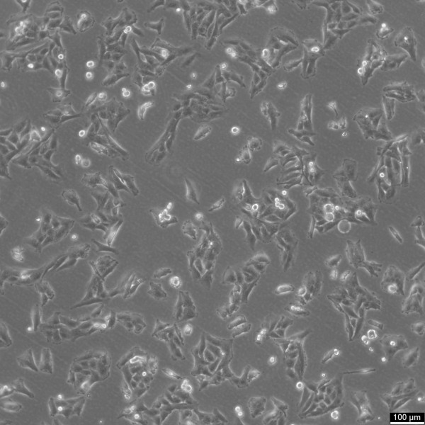 SW-1573 Cells