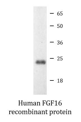 Human FGF16 recombinant protein (Active)
