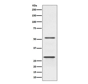 Anti-Parkin / PRKN / PARK2, clone AOCD-16