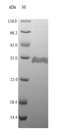 Peptidyl-prolyl cis-trans isomerase A (ppiA), Escherichia coli, recombinant