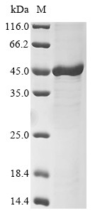 F-box only protein 32 (Fbxo32), mouse, recombinant
