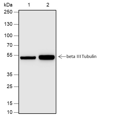 Anti-Recombinant beta III Tubulin, clone A651
