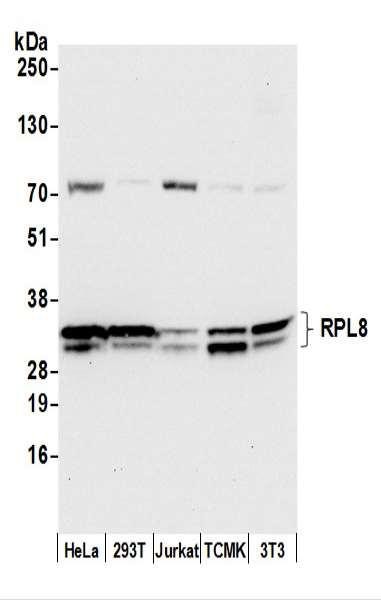 Anti-RPL8/Ribosomal Protein L8