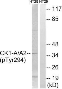 Anti-phospho-CSNK1A1/CSNK1A1L (Tyr294)