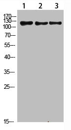 Anti-FIG4