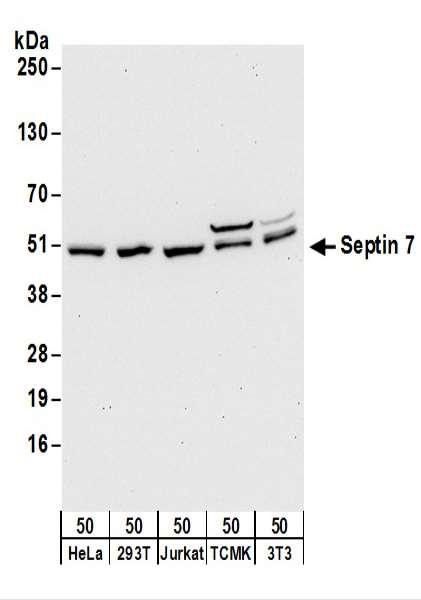 Anti-Septin 7