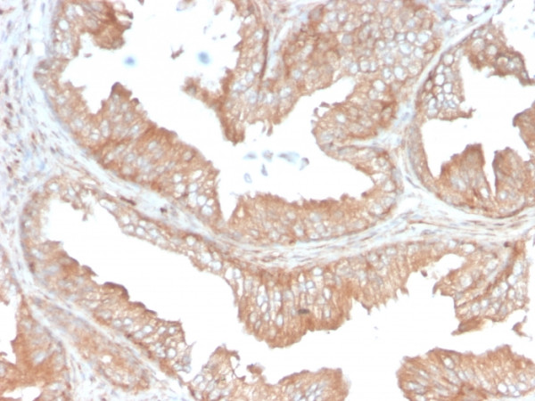 Anti-CD47 / IAP (Integrin Associated Protein), clone CD47/3019