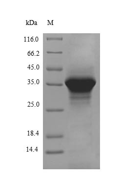 Apolipoprotein E (APOE), partial, rabbit, recombinant