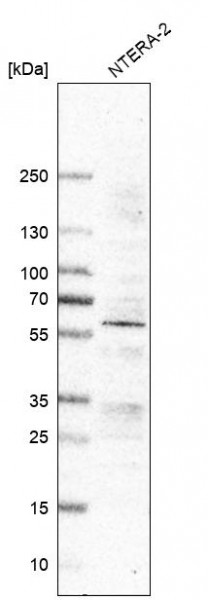 Anti-RGMA, clone CL11342