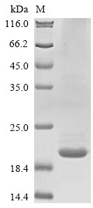 Interleukin-31 (IL31), human, recombinant