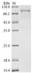 Neuronal pentraxin-1 (Nptx1), partial, mouse, recombinant