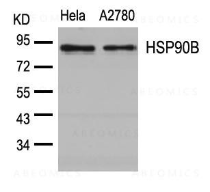 Anti-HSP90B (Ab-254)