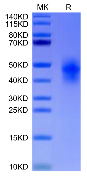 Human CD300c/LMIR2 Protein