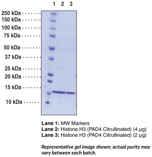 Citrullinated Histone H3 (human, recombinant)