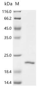Beta-2-microglobulin (B2M), recombinant Cat