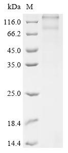 Follicle-stimulating hormone receptor (Fshr), recombinant rat