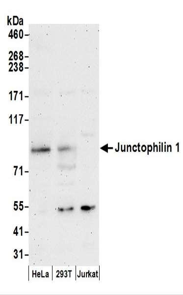 Anti-Junctophilin 1