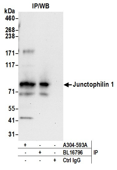 Anti-Junctophilin 1