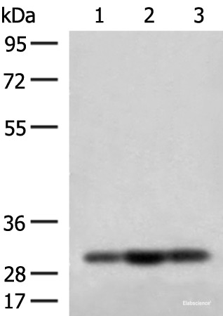 Anti-MRPS18B