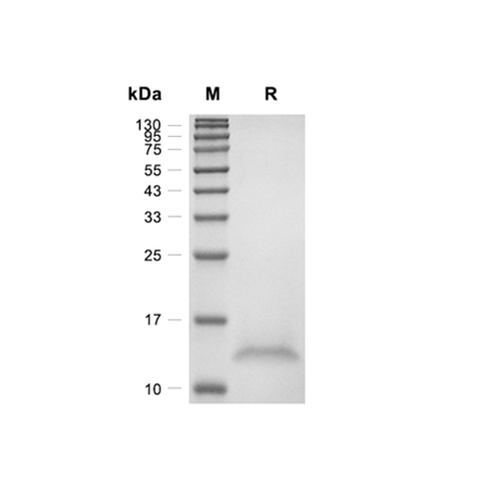 Beta Nerve Growth Factor (B-NGF) Recombinant (Human)