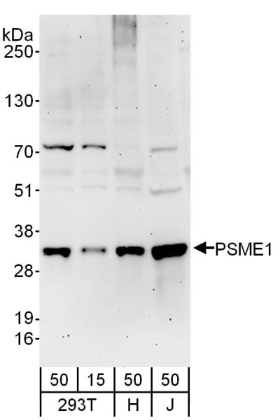 Anti-PSME1