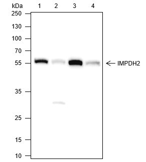 Anti-Recombinant IMPDH2, clone A264