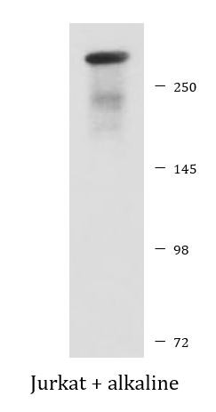 Anti-phospho-DNA PKcs (Ser2056)