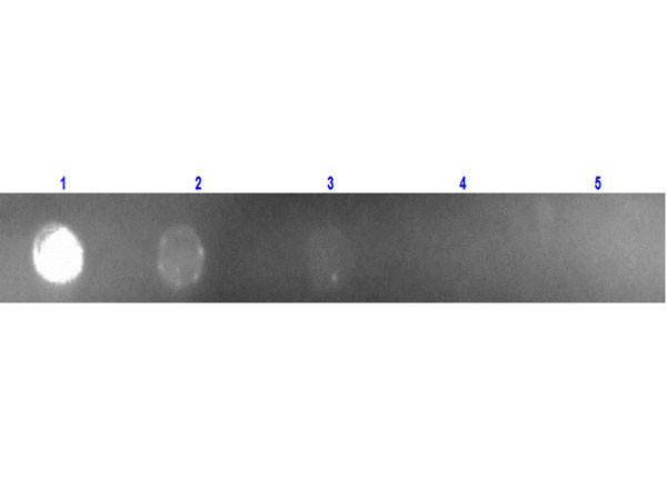 Anti-Mouse IgG (H&amp;L) [Rabbit] (Min X Human serum proteins) Rhodamine conjugated