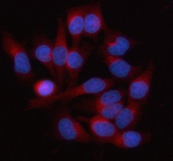 Anti-HAUS3 / HAUS augmin-like complex subunit 3