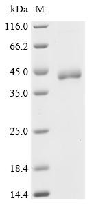 Barrier-to-autointegration factor (baf), recombinant Drosophila melanogaster