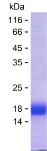GRIA1 (human), recombinant protein