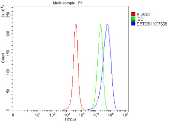 Anti-SETDB1 / Histone-lysine N-methyltransferase SETDB1