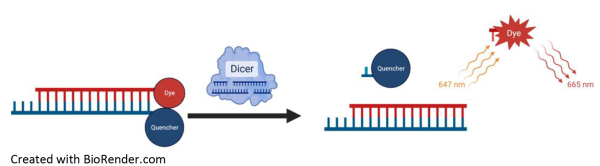 Dicer Fluorogenic Assay Kit