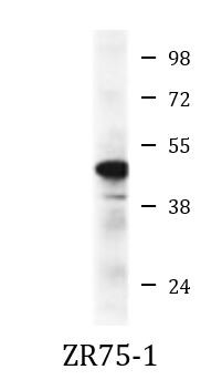 Anti-IKK gamma, clone 55AT986.5.78