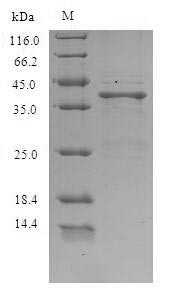Saxiphilin, partial, Lithobates catesbeiana, recombinant