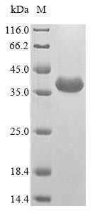Alpha/beta-gliadin A-II, Triticum aestivum, recombinant