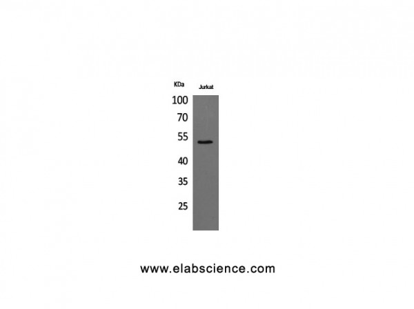 Anti-Tubulin alpha