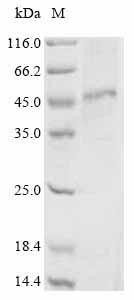 Pyroglutamylated RF-amide peptide receptor (QRFPR), recombinant human