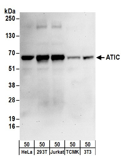 Anti-ATIC