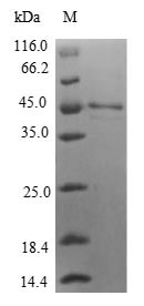 Interleukin-36 gamma (IL36G), human, recombinant