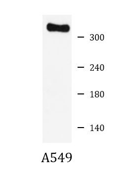 Anti-PTPN13 / FAP1