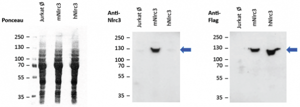 Anti-NLRC3 (mouse), clone Eowyn-1