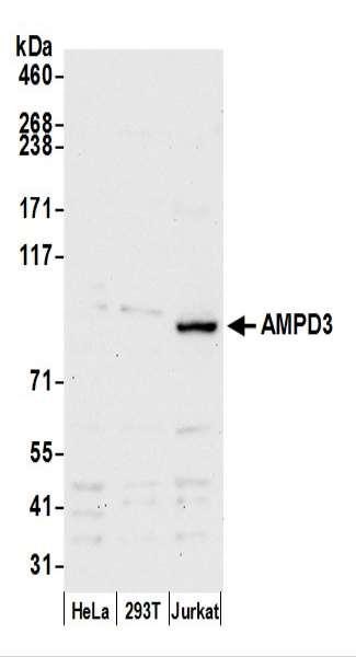 Anti-AMPD3