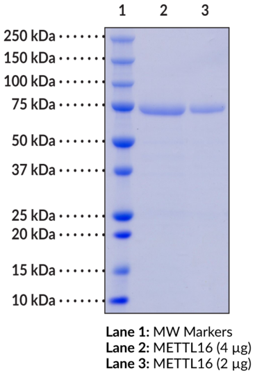 METTL16 (human, recombinant)