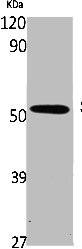 Anti-SMAD5